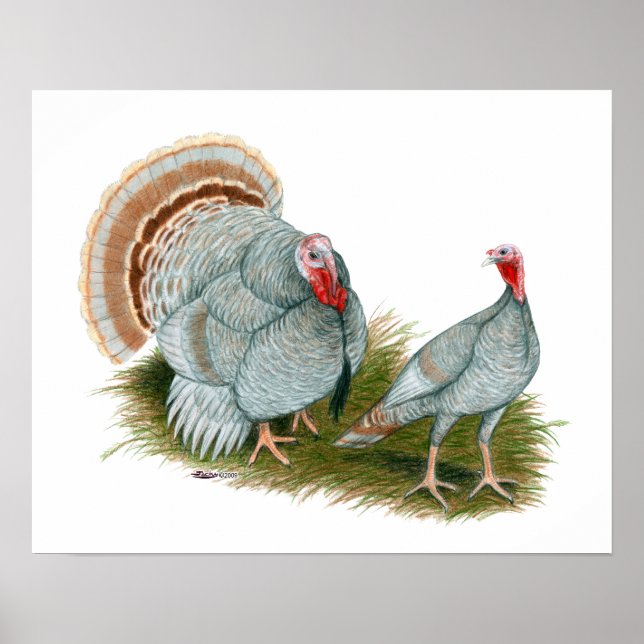 Turkeys:  Lilac Poster (Front)