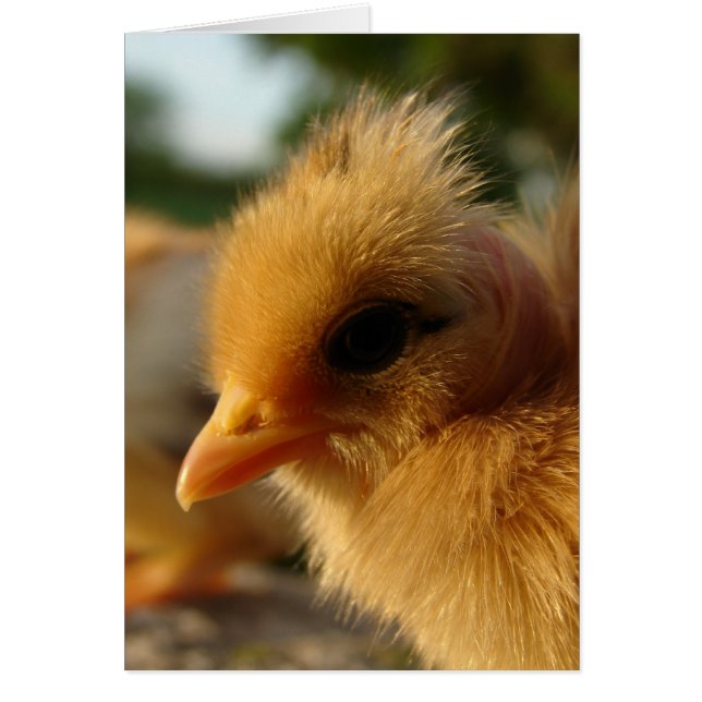 Turkin Chick (Devant)