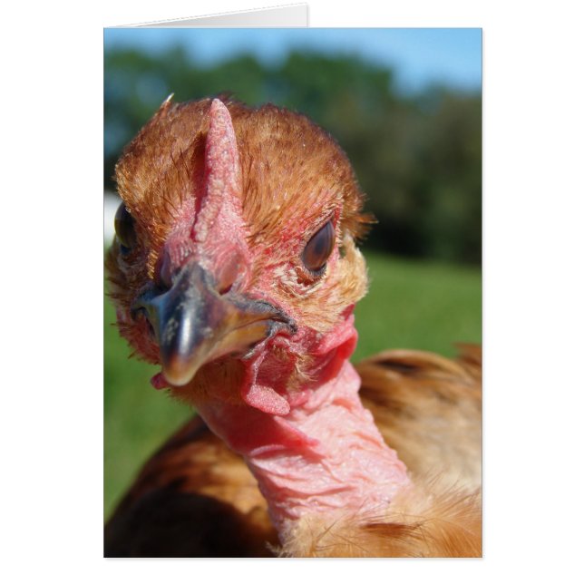 Turkin Pullet (Front)