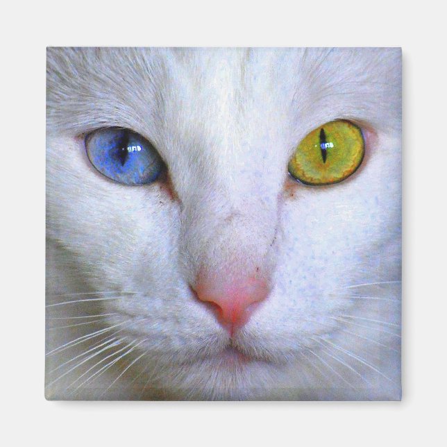 Turkish Angora Cat Odd Eyes Magnet (Front)