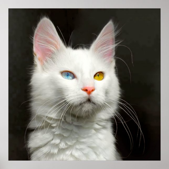 Turkish ANGORA CAT Poster (Front)