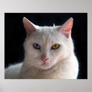 Turkish Angora Cat with Odd Eyes Poster