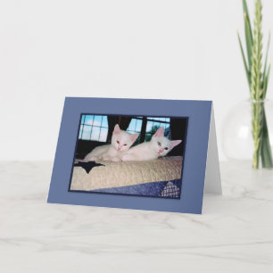 Turkish Angora Kittens Greeting Card