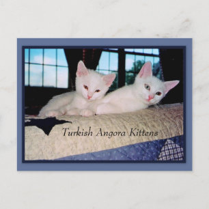 Turkish Angora Kittens Postcard
