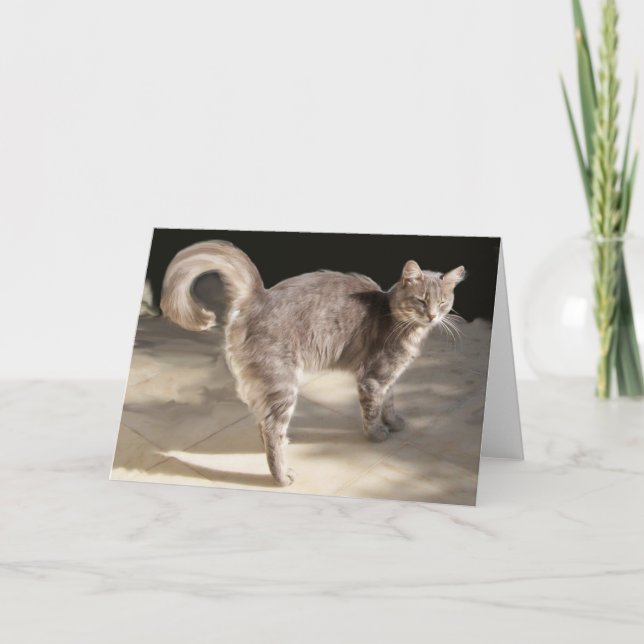 TURKISH CAT CARD (Front)
