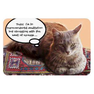 TURKISH CAT IN  TRANSCENDENTAL MEDITATION MAGNET