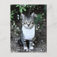 TURKISH CAT RONIN IN THE GARDEN