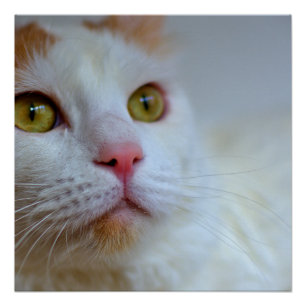 turkish van 2 poster