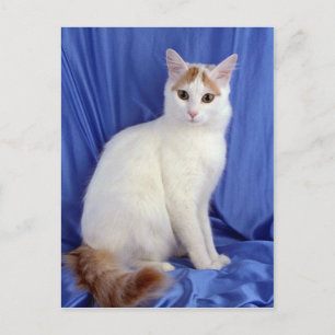 Turkish Van Postcard