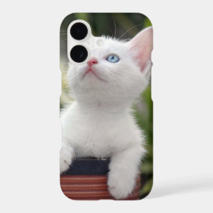 Turkish White Kitten