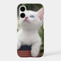 Turkish White Kitten
