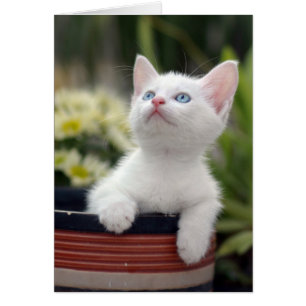 Turkish White Kitten