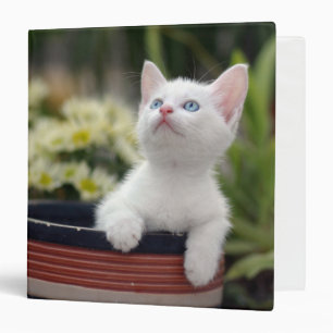 Turkish White Kitten Binder