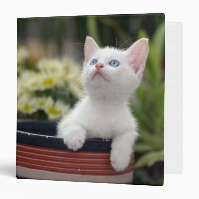 Turkish White Kitten Binder (Front/Inside)