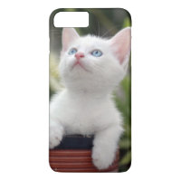 Turkish White Kitten