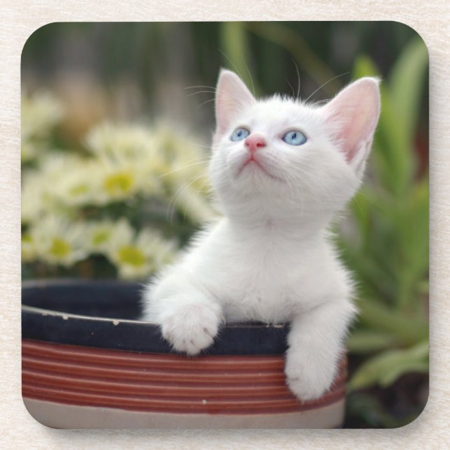 Turkish White Kitten Coaster (Front)