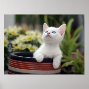 Turkish White Kitten Poster