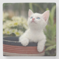 Turkish White Kitten
