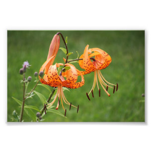 Turk's Cap Lily Photo Print