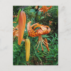 Turk's Cap Lily Wildflower Postcard