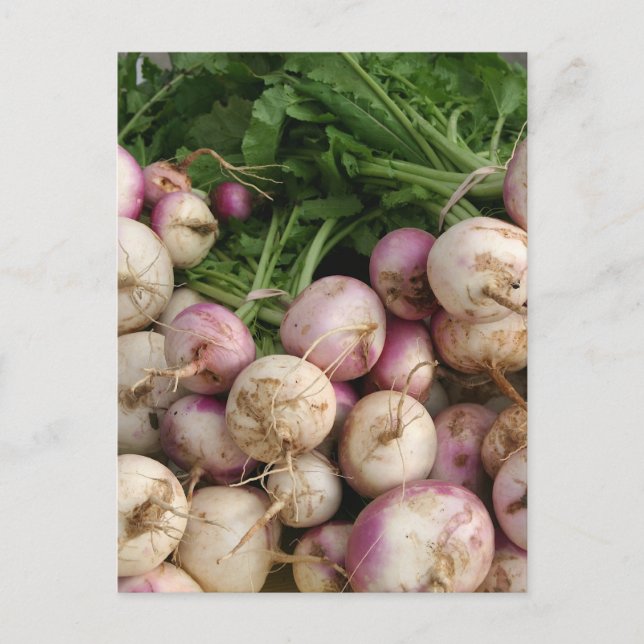 Turnips Postcard (Front)