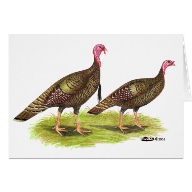 Turquie : Bronze sauvage (Devant horizontal)