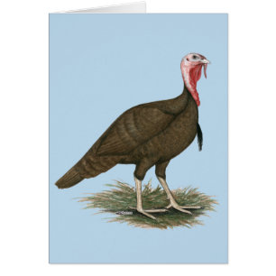 Turquie Chocolat Tom