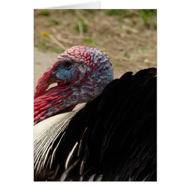 Turquie Tom (Devant)