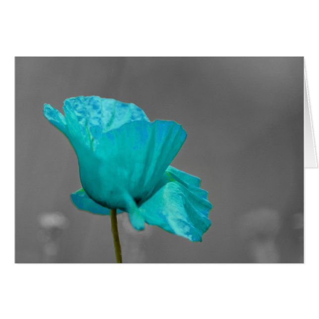 Turquoise Fleur de Pavot (Devant horizontal)