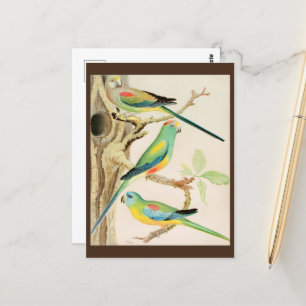 Turquoise Parakeet Postcard