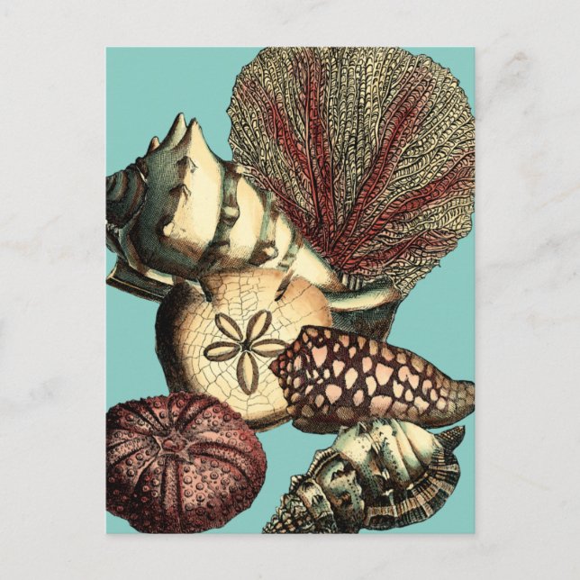 Turquoise Shell and Red Coral Collection Postcard (Front)