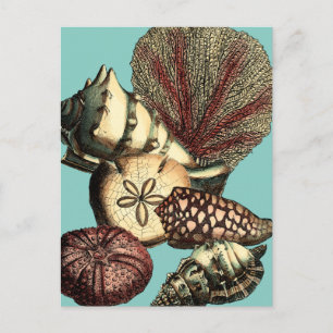 Turquoise Shell and Red Coral Collection Postcard