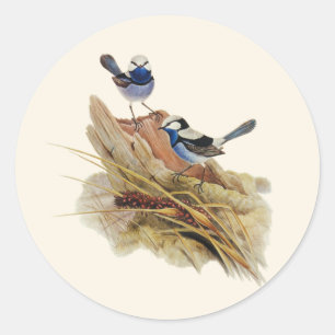 Turquoisine Superb Warbler,  Classic Round Sticker