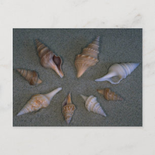 Turrids Shell Postcard