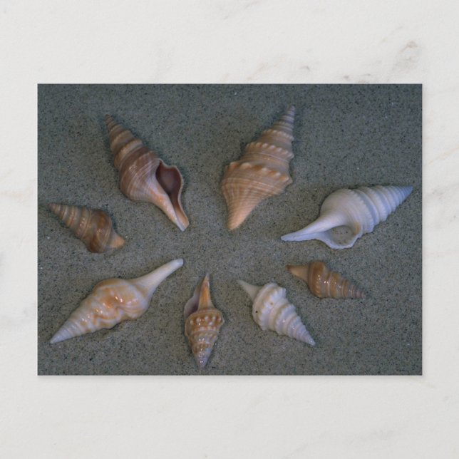Turrids Shell Postcard (Front)