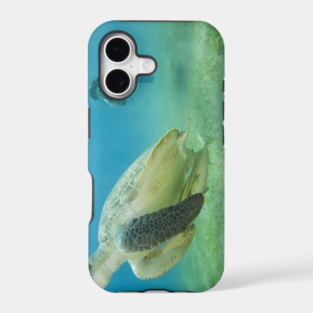 Turtle (Back)