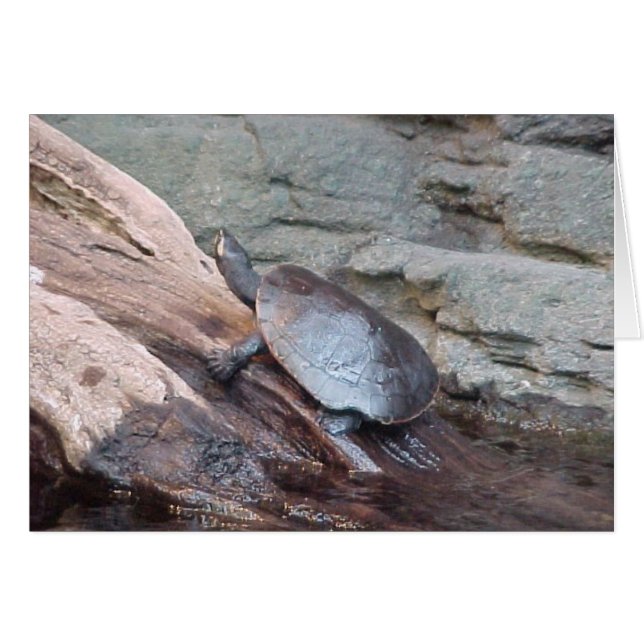 Turtle (Devant horizontal)