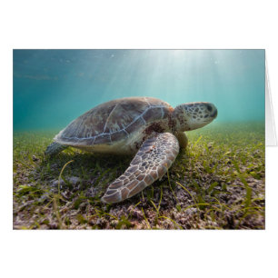Turtle At Dusk   Bay