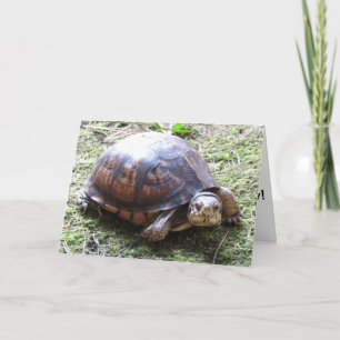 Turtle - Belated Birthday Card