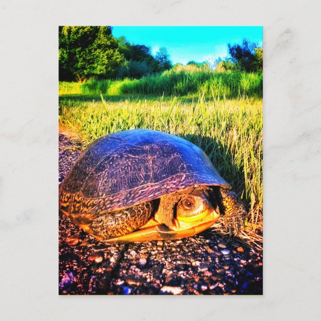 TURTLE BRIGHT POSTCARD (Front)