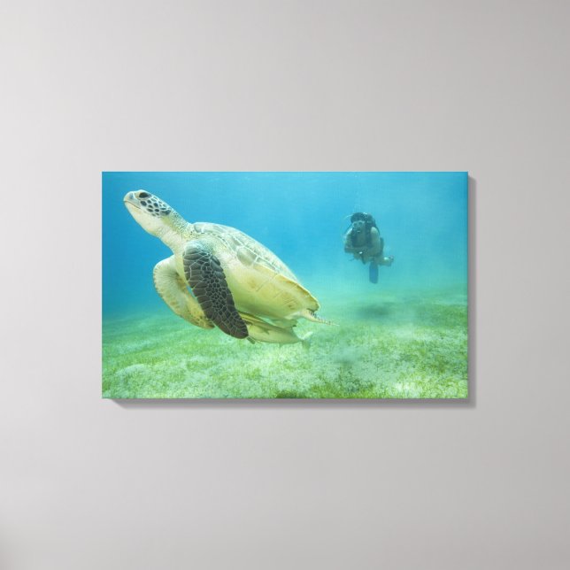 Turtle Canvas Print (Front)