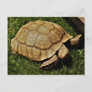 Turtle card