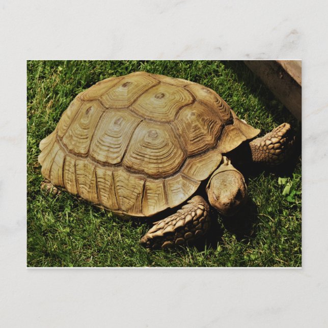 Turtle card (Front)