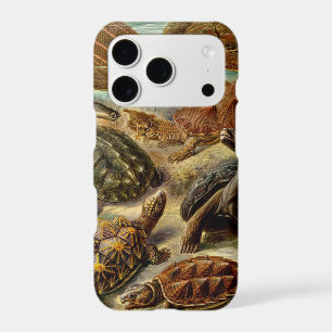 Turtle (Chelonia) by Haeckel