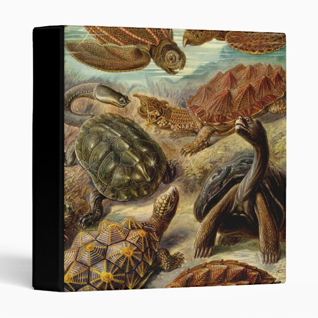Turtle (Chelonia) by Haeckel Binder (Front/Spine)