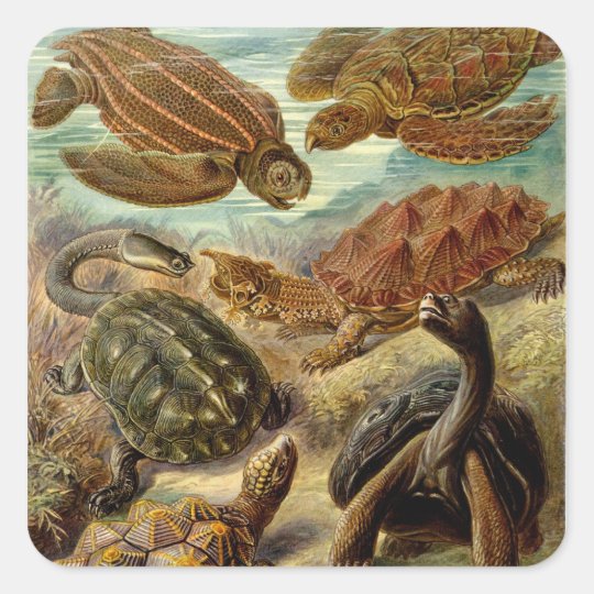 Turtle (Chelonia) by Haeckel Square Sticker