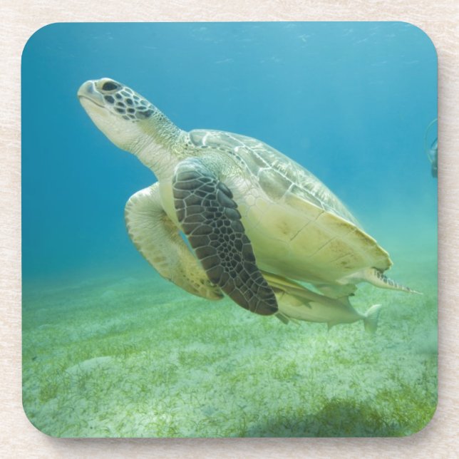 Turtle Coaster (Front)