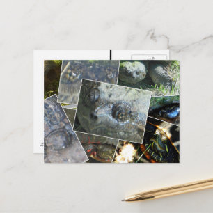 Turtle Collage Postcard