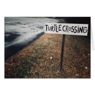 turtle crossing
