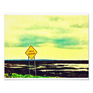 Turtle Crossing Photo Print
